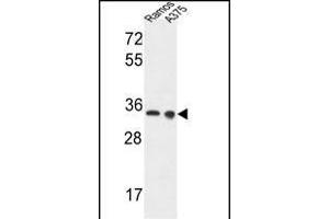 LDHA Antibody (Center) (ABIN653476 and ABIN2842897) western blot analysis in Ramos, cell line lysates (35 μg/lane). (Lactate Dehydrogenase A 抗体  (AA 154-182))