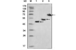 Western blot analysis using MBP mouse mAb against various fusion protein with MBP tag. (MBP Tag 抗体)