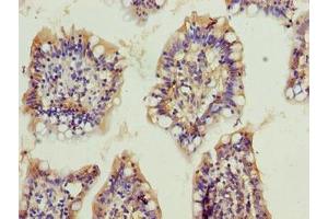 Immunohistochemistry of paraffin-embedded human small intestine tissue using ABIN7162374 at dilution of 1:100 (OSER1 抗体  (AA 1-292))