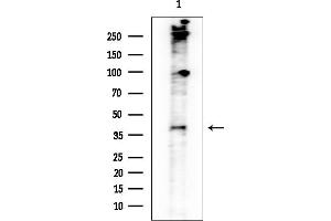 Western blot analysis of lysates from Rat brain, using LIPF Antibody at 1/1000 dilution.