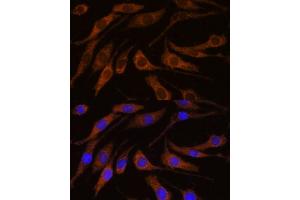 Immunofluorescence (IF) image for anti-Bromodomain and PHD Finger Containing, 1 (BRPF1) (AA 1-200) antibody (ABIN7265938)