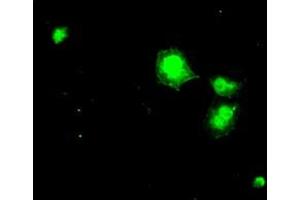 Image no. 7 for anti-Dihydrofolate Reductase (DHFR) antibody (ABIN1497822) (Dihydrofolate Reductase 抗体)