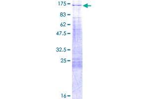 PPP1R13L Protein (AA 1-828) (GST tag)