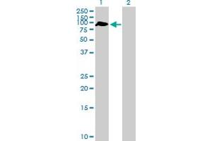 Western Blot analysis of ZBTB46 expression in transfected 293T cell line by ZBTB46 MaxPab polyclonal antibody. (ZBTB46 抗体  (AA 1-589))