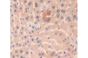 Used in DAB staining on fromalin fixed paraffin- embedded Kidney tissue (Grancalcin 抗体  (AA 39-220))
