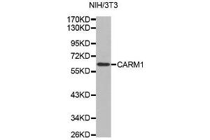 Western blot analysis of extracts of NIH/3T3 cell line, using CARM1 antibody. (CARM1 抗体  (AA 409-608))