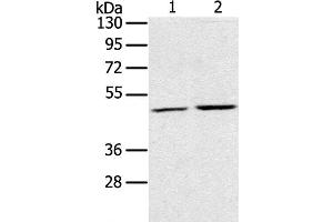 Western Blot analysis of K562 and NIH/3T3 cell using RRAGC Polyclonal Antibody at dilution of 1:400 (GTR2 抗体)