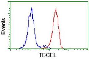 Image no. 3 for anti-Tubulin Folding Cofactor E-Like (TBCEL) antibody (ABIN1501325) (TBCEL 抗体)