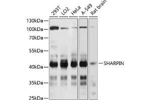Western blot analysis of extracts of various cell lines, using SHARPIN Antibody  at 1:3000 dilution. (SHARPIN 抗体  (AA 1-170))