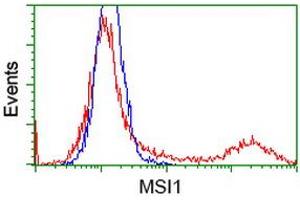 HEK293T cells transfected with either RC215992 overexpress plasmid (Red) or empty vector control plasmid (Blue) were immunostained by anti-MSI1 antibody (ABIN2454100), and then analyzed by flow cytometry. (MSI1 抗体)