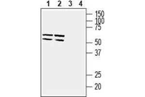Western blot analysis of mouse brain membranes (lanes 1 and 3) and rat brain membranes (lanes 2 and 4): - 1,2. (SLC2A5 抗体  (C-Term, Intracellular))