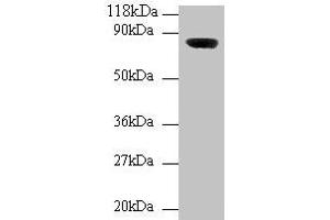 Western blot All lanes: Wdpcp antibody at 2 μg/mL + Mouse brain tissue Secondary Goat polyclonal to rabbit IgG at 1/10000 dilution Predicted band size: 82, 73 kDa Observed band size: 82 kDa (WDPCP 抗体  (AA 1-722))