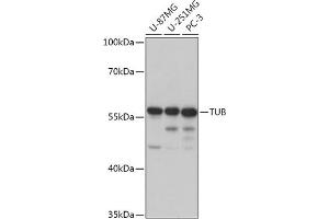 Western blot analysis of extracts of various cell lines, using TUB antibody (ABIN7271024) at 1:1000 dilution. (TUB 抗体  (AA 130-230))