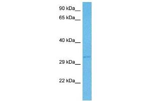 Host:  Mouse  Target Name:  DLX5  Sample Tissue:  Mouse Pancreas  Antibody Dilution:  1ug/ml (DLX5 抗体  (N-Term))