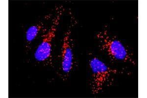 Proximity Ligation Analysis of protein-protein interactions between CD86 and CD80. (CD80 抗体  (AA 35-288))