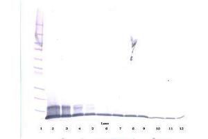 Image no. 1 for anti-Chemokine (C-C Motif) Ligand 20 (CCL20) antibody (ABIN465457) (CCL20 抗体)