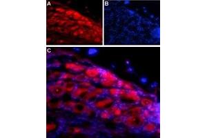 Expression of NLGN1 in rat DRG - Immunohistochemical staining of adult rat dorsal root ganglion (DRG) using Anti-Neuroligin 1 (extracellular) Antibody (ABIN7043361, ABIN7044680 and ABIN7044681) followed by anti-rabbit-AlexaFluor-594 secondary antibody. (Neuroligin 1 抗体  (Extracellular, N-Term))
