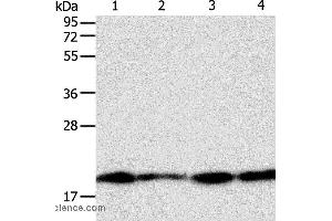 Western blot analysis of Lncap, SKOV3, MCF7 and 293T cell, using DIABLO Polyclonal Antibody at dilution of 1:800
