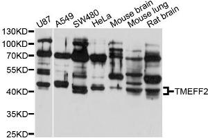 Western blot analysis of extracts of various cell lines, using TMEFF2 antibody (ABIN5999062) at 1/1000 dilution. (TMEFF2 抗体)