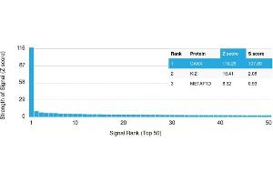 Specificity of ABIN6383807 to Calnexin was tested on a human protein array, showing monospecificity against >19,000 full-length human proteins.