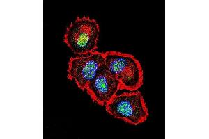 Confocal immunofluorescent analysis of SRC Antibody (N-term) with MCF-7 cell followed by Alexa Fluor 488-conjugated goat anti-rabbit lgG (green). (Src 抗体  (N-Term))
