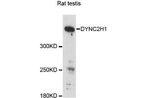 Western blot analysis of extracts of rat testis, using DYNC2H1 antibody (ABIN6293164) at 1:3000 dilution. (DYNC2H1 抗体)