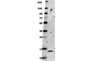 Anti-human BDNF antibody in western blot shows detection of recombinant human BDNF raised in E. (BDNF 抗体)