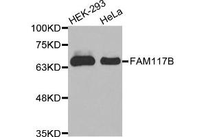 Western blot analysis of extracts of various cell lines, using FAM117B antibody (ABIN5971841). (FAM117B 抗体)