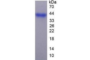 SDS-PAGE analysis of Mouse FGL1 Protein. (FGL1 蛋白)