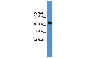 OPRL1 antibody used at 0. (OPRL1 抗体  (Middle Region))