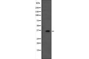 Western blot analysis of MORG1 expression in rat brain tissue lysate;,The lane on the left is treated with the antigen-specific peptide. (MORG1 抗体  (Internal Region))