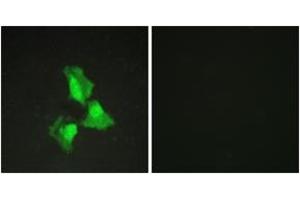 Immunofluorescence analysis of HepG2 cells, using TNAP3 Antibody. (TNFAIP3 抗体  (AA 321-370))