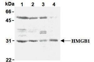 Western Blotting (WB) image for anti-High Mobility Group Box 1 (HMGB1) antibody (ABIN1107584) (HMGB1 抗体)