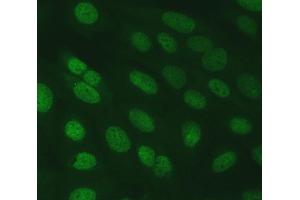 IF analysis of SERINC2 using anti-SERINC2 antibody (ABIN7602193). (SERINC2 抗体  (AA 62-378))