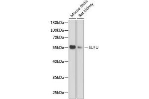 SUFUH 抗体  (AA 325-484)
