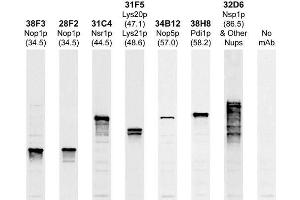 Strip blots of yeast protein extracts stained with the indicated antibodies, ABIN1580417 is first lane on the left and stains a single band at ~34 kDa. (Fibrillarin 抗体)