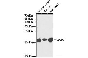 Western blot analysis of extracts of various cell lines using GATC Polyclonal Antibody at dilution of 1:1000. (GATC 抗体)