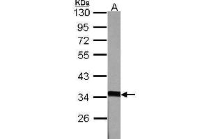 WB Image Sample (30 ug of whole cell lysate) A:NIH-3T3 10% SDS PAGE antibody diluted at 1:1000