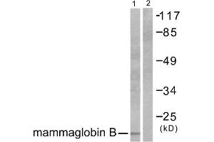 Western blot analysis of extracts from HepG2 cells, using Mammaglobin B antibody (ABIN5976449). (SCGB2A1 抗体  (N-Term))
