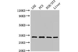 Western Blot Positive WB detected in: LO2 whole cell lysate, PC-3 whole cell lysate, NIH/3T3 whole cell lysate, Rat liver tissue All lanes: SIX1 antibody at 2. (SIX Homeobox 1 抗体  (AA 144-262))
