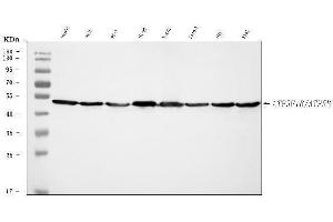 Western blot analysis of ATP5F1B using anti-ATP5F1B antibody (ABIN7599866). (Atp5f1b (AA 123-529) 抗体)
