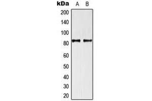 Western blot analysis of TRAF3IP1 expression in U87 (A), HeLa (B) whole cell lysates. (TRAF3IP1 抗体  (Center))