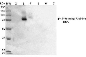 Western Blot analysis of N-terminal Arginine-BSA showing detection of 67 kDa N-terminal Arginylation protein using Mouse Anti-N-terminal Arginylation Monoclonal Antibody, Clone 2A4 . (Arginylation (N-Term) 抗体 (Biotin))