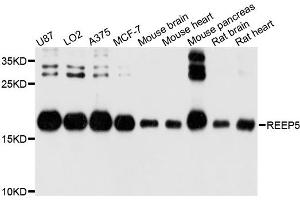 Western blot analysis of extracts of various cell lines, using REEP5 antibody. (REEP5 抗体)