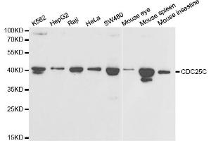 Western blot analysis of extracts of various cell lines, using CDC25C antibody (ABIN5997406) at 1/1000 dilution. (CDC25C 抗体)