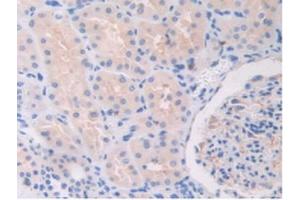 IHC-P analysis of Human Kidney Tissue, with DAB staining. (TLR5 抗体  (AA 46-205))
