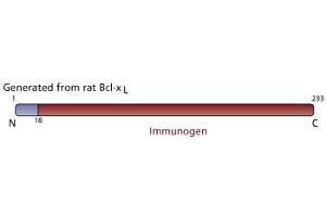 Image no. 3 for anti-BCL2-Like 1 (BCL2L1) (AA 18-233) antibody (ABIN968153) (BCL2L1 抗体  (AA 18-233))