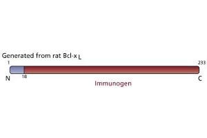 Image no. 3 for anti-BCL2-Like 1 (BCL2L1) (AA 18-233) antibody (ABIN968153)