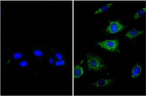 NIH/Swiss mouse fibroblast cell line 3T3 was stained with Rat Anti-β-Actin-UNLB (right) followed by Donkey Anti-Rat IgG(H+L), Mouse SP ads-BIOT, and DAPI. (驴 anti-大鼠 IgG (Heavy & Light Chain) Antibody (Biotin))