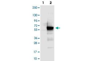 Western blot analysis of Lane 1: Negative control (vector only transfected HEK293T lysate), Lane 2: Over-expression Lysate (Co-expressed with a C-terminal myc-DDK tag (~3. (CCDC97 抗体)